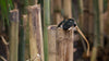 Vanacci Black and bamboo Aviator sunglasses on bamboo stems