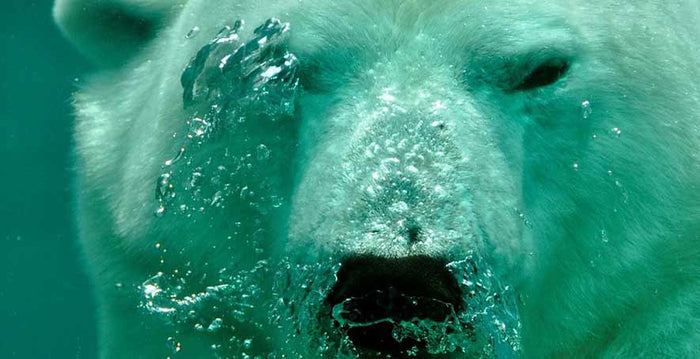 What We Learned This Week: Killer Drones, Hydraulic Presses & Tardigrades