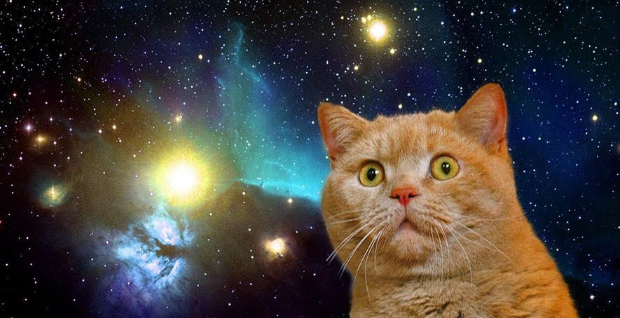 What We Learned This Week: Stealth Taps, Schrödinger's Cat and Breadfaceblog